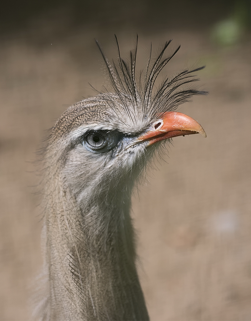 A 5 Wuppertal Zoo KA7_2715 als Smartobjekt-1 Kopie.jpg